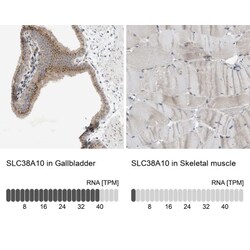 SLC38A10 Antibody, Novus Biologicals:Antibodies:Primary Antibodies